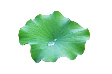 Water drop on green lotus leaf isolated on white background