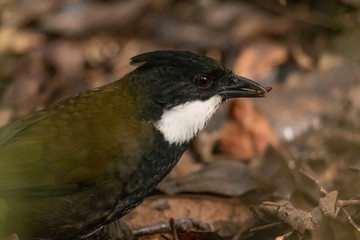 Eastern Whipbird in Australia