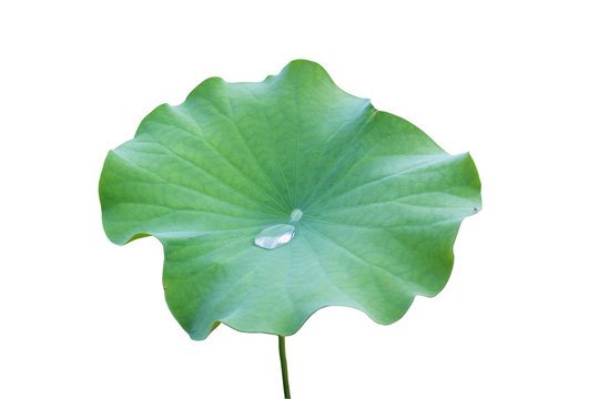 Water drop on green lotus leaf isolated on white background