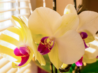 Closeup of beautiful yellow-red orchid flowers(Orchidaceae) with shadow from blinds against the sun