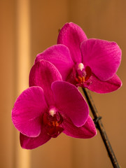 Fototapeta na wymiar Two beautiful flowers of blossoming purple-red orchid - Selective focus