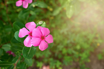 Beautiful pink flowers with beauty blurred background and warm sunlight.