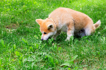 A puppy of a thoroughbred Japanese dog Akita inu in the park on the green grass