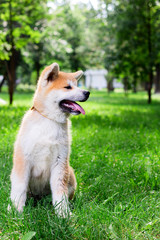 A puppy of a thoroughbred Japanese dog Akita inu in the park on the green grass