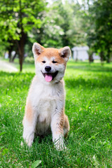 A puppy of a thoroughbred Japanese dog Akita inu in the park on the green grass