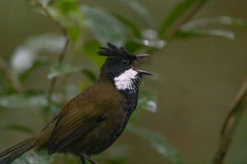 Eastern Whipbird in Australia