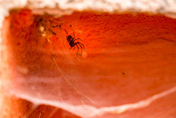 Spider(Tegenaria domestica) guarding his nest in the corner of a residential house