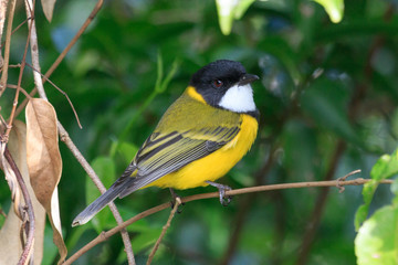 Golden Whistler in Australia