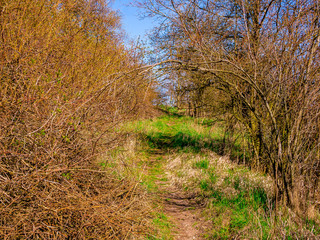 A footpath through the bushes that form an arch