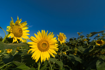 ひまわりの丘に咲く向日葵