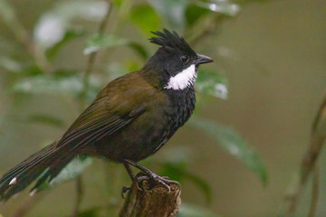 Eastern Whipbird in Australia