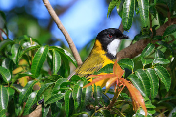 Golden Whistler in Australia