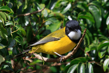 Golden Whistler in Australia