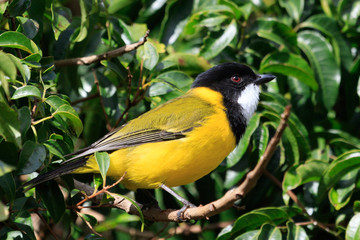 Golden Whistler in Australia