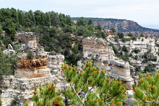 Colorful Outcroppings at North Rim Grand Canyon with Rich Greenery
