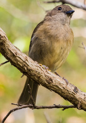 Fototapeta premium Norfolk Island Endemic Golden Whistler
