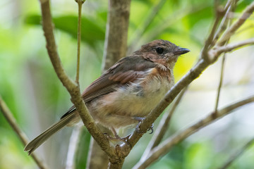 Norfolk Island Endemic Golden Whistler