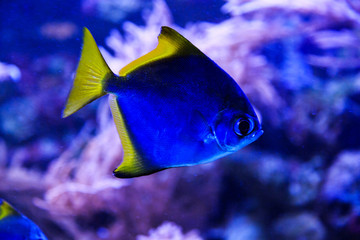 Beautiful group of sea fishes captured on camera under the water under dark blue natural backdrop of the ocean or aquarium. Underwater colorful fishes and marine life. selective focus