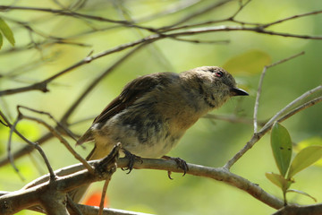 Norfolk Island Endemic Golden Whistler