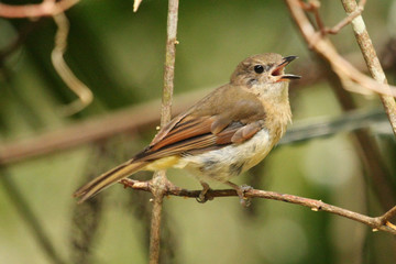 Norfolk Island Endemic Golden Whistler