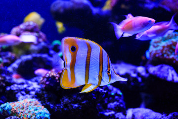 Naklejka na ściany i meble Beautiful group of sea fishes captured on camera under the water under dark blue natural backdrop of the ocean or aquarium. Underwater colorful fishes and marine life. selective focus