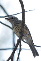 Rufous Whistler in Australia