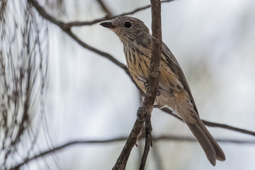 Rufous Whistler in Australia