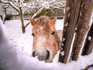 The light brown pony looks through the snowy fence directly into the lens - snowfall captured in motion