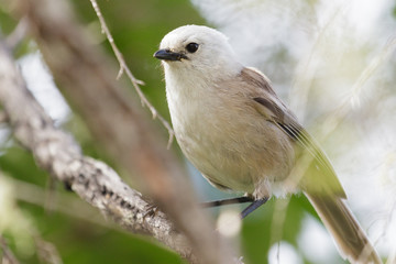 Whitehead Endemic Passerine of New Zealand