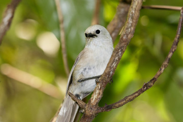 Whitehead Endemic Passerine of New Zealand