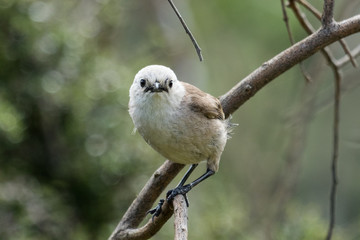 Whitehead Endemic Passerine of New Zealand