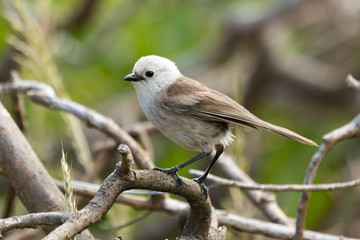 Whitehead Endemic Passerine of New Zealand