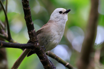 Whitehead Endemic Passerine of New Zealand