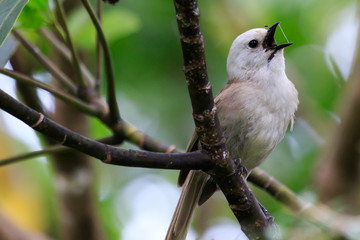 Whitehead Endemic Passerine of New Zealand