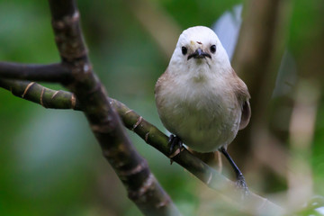 Whitehead Endemic Passerine of New Zealand