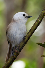 Whitehead Endemic Passerine of New Zealand