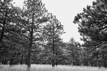 Forest filled with pine trees in black and  white at NCAR Trail head, National Center For Atmospheric Research, in Boulder, Colorado