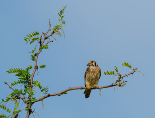 Female Kestrel poses on a high limb.