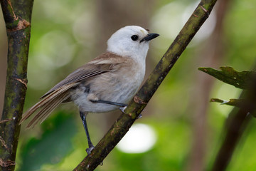 Whitehead Endemic Passerine of New Zealand