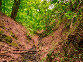 The bottom of the ravine with a forest creek