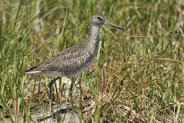 Willet in Texas USA