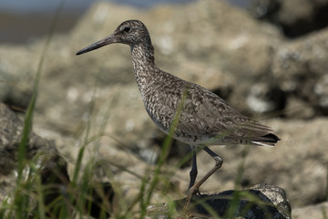 Willet in Texas USA