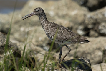 Willet in Texas USA