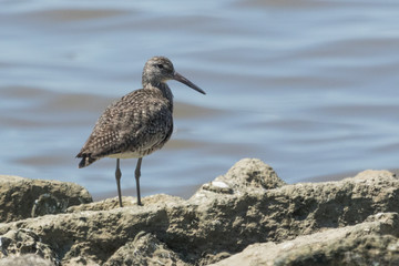 Willet in Texas USA