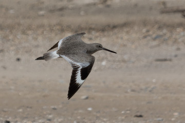 Willet in Texas USA