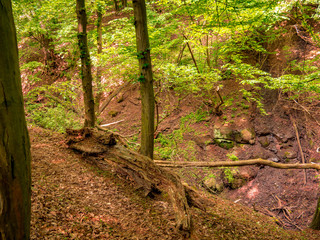 The rotten piece of the trunk leaning on the young trees creates natural railings over gorge