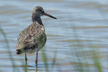 Willet in Texas USA