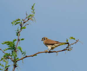 Female Kestrel poses on a high limb.