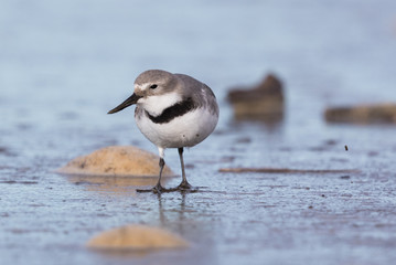 Wrybill Endemic Shorebird of New Zealand