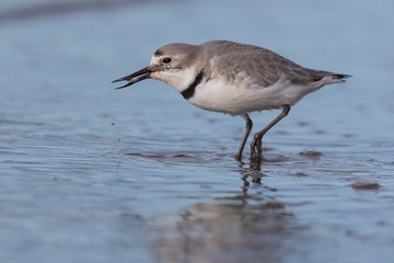 Wrybill Endemic Shorebird of New Zealand